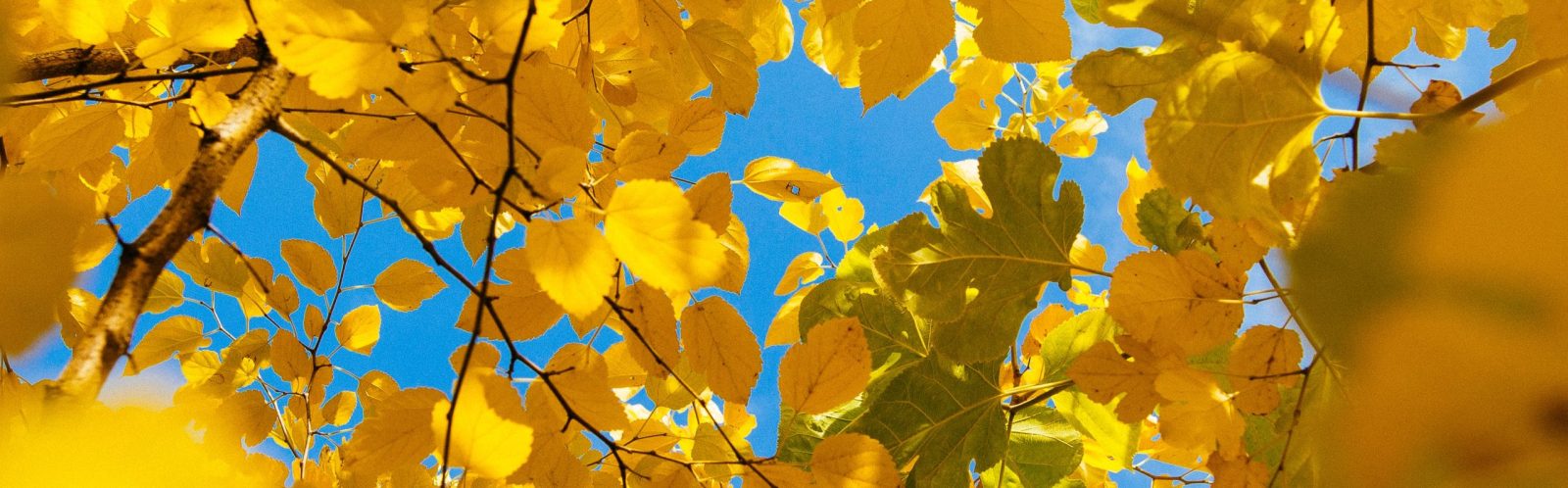Connected Life Today | Coaching & Energy Readings